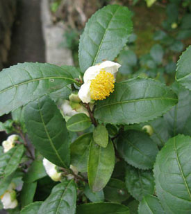 tea plant flower 